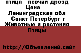 птица-- певчий дрозд › Цена ­ 1 - Ленинградская обл., Санкт-Петербург г. Животные и растения » Птицы   